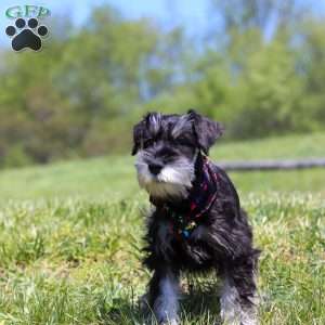 James, Miniature Schnauzer Puppy
